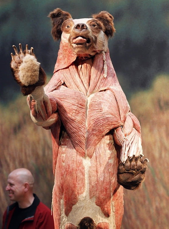 Gunther von Hagens’s Plastinated Animal Exhibition | Amusing Planet